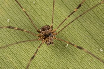 Media type: image;   Invertebrate Zoology 151592